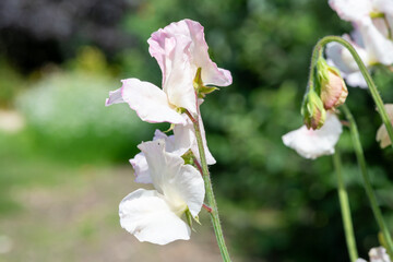 White sweet pea (lathyrus odoratus) flowers in bloom