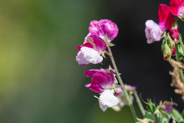 Obraz premium Pink and white sweet pea (lathyrus odoratus) flowers in bloom