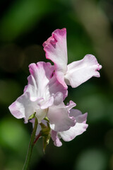 Pink and white sweet pea (lathyrus odoratus) flowers in bloom