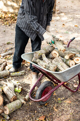 Obraz premium a man puts the harvested firewood into a garden wheelbarrow for transportation to the woodpile