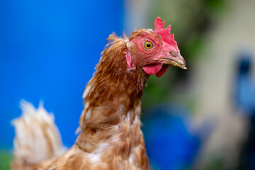 An Old Red Hen with no Feathers but still Lively and still Laying Eggs - Free range farming 