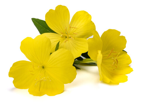 Evening primrose