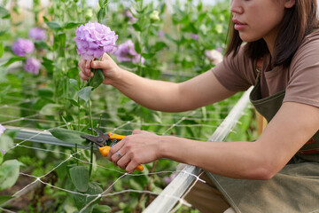 Cropped shot of young brunette woman cutting fresh purple eustoma flower while sitting on squats in front of flowerbed in greenhouse