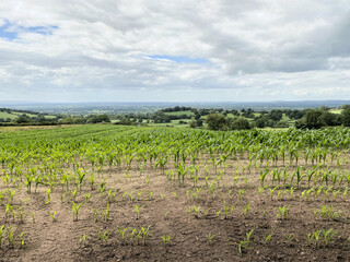 Fototapeta na wymiar A view of the Cheshire Countryside at Peckforton