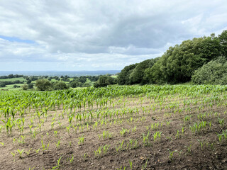 A view of the Cheshire Countryside at Peckforton