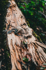 Makro Aufnahme eines beschädigten Baumstammes