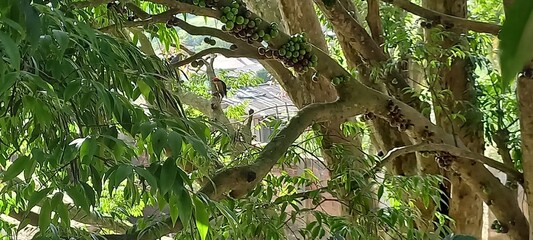squirrel on a branch