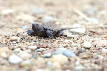 turtle in autumn