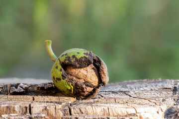 Harvest time. Ripe walnut in green peel.