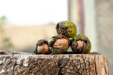 Harvest time. Ripe walnuts in green peel.