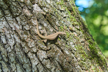 Small lizard in the park garden sigurta, ( parco giardino sigurta ) near the village of valeggio on the mincio. Italy.