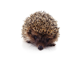 One brown hedgehog.