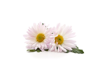 Fototapeta premium Beautiful white chamomile.