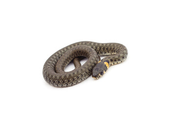 One gray snake.