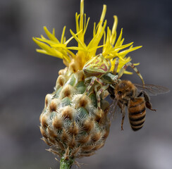 A bee on a flower collects nectar. Anthophila.