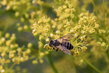 A bee on a flower collects nectar. Anthophila.