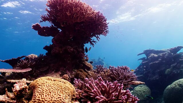 In the pristine waters of the Great Barrier Reef, stunning purple Staghorn Coral takes pride of place amid a thriving colony of Brain Coral