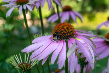 Echinacea is a group of flowering plants favored by bees for collecting nectar. It contains active...