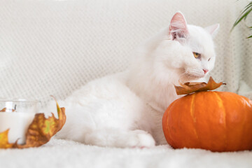 Cute autumn cat. A white fluffy kitten sits next to a pumpkin and autumn leaves on a white woolen...