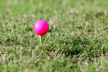 Pink golf ball on green tee with copy space at a golf course in Central Florida