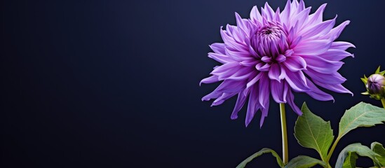 Purple flower photo shoot