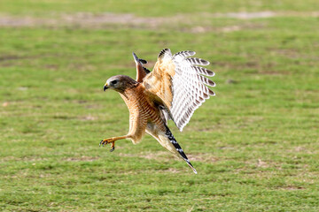 Red shouldered Hawk in Central Florida landing to pick up food in Central Florida