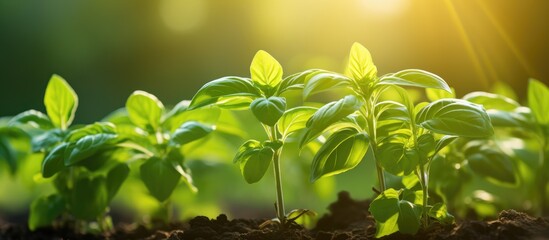 Basil plant in the sun