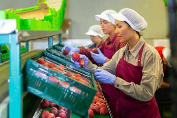 Female workers in uniform working at peach production line