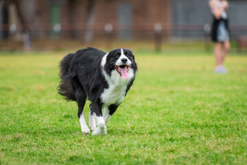 Portrait of a Border Collie running in the dog park