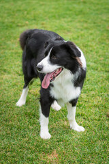 Portrait of a Border Collie in the dog park