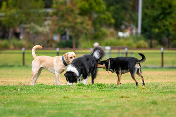 Dogs of mix breeds play in the park
