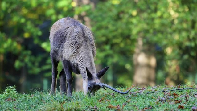 Apennine chamois, Rupicapra pyrenaica ornata, is living in the Abruzzo-Lazio-Molise National Park in Italy and the Pyrenees in Spain