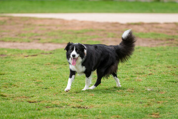 Portrait of a Border Collie running in the dog park