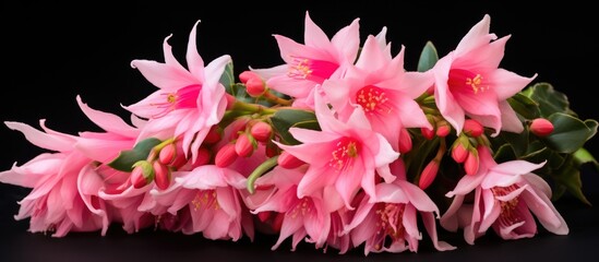 Schlumbergera a stunning plant with pink winter flowers