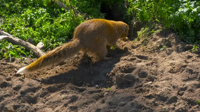 Active mongoose family in the sunny zoo. Active mongoose family resting in the grass in summer.
