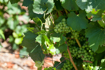 White grape vineyard