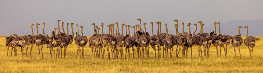 Ostriches standing at alert