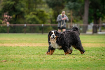 Portrait of a Bernese Mountain dog running in the dog park