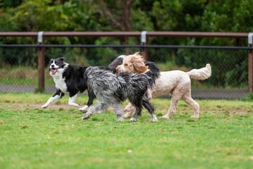 Dogs of mix breeds play in the park