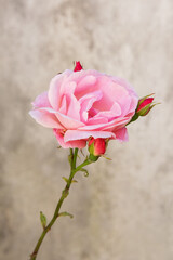 Rosa fiore profumato