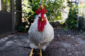 white rooster staring at camera