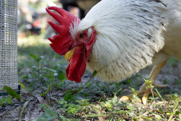 white rooster close-up on face