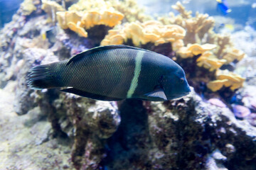 Fototapeta na wymiar Fish and marine fauna at the Genoa aquarium