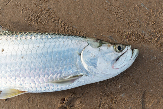 Tarpon fish, megalops atlanticus, in the beach sand caught by fishermen. Sea food. marine fishing.