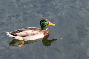 Mallard duck swimming on calm lake water, with reflection.