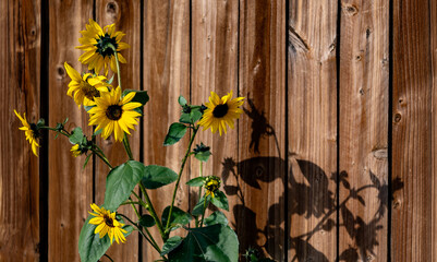 Lone sunflower plant backed by it's shadow and a wood fence.