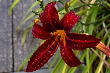 Bright red daylily with water drops.