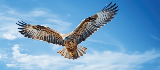 Bird of prey in a blue sky