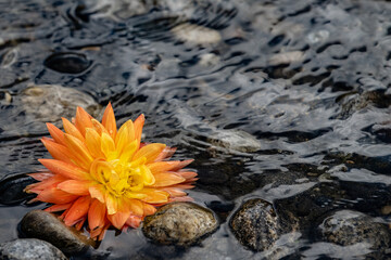 Bright orange and yellow dahlia floating along the smooth rocks of the Wenatchee River.