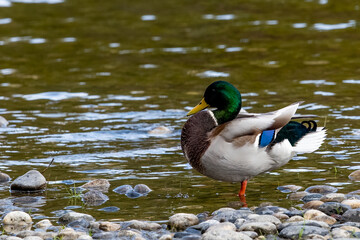 Proud, bright colored mallard duck standing in river surrounded by river rock.